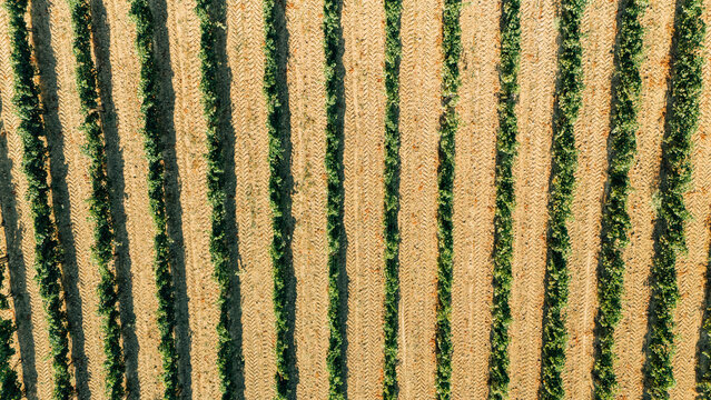 Aerial view of lush green vineyard rows stretching across the fertile landscape, Sremski Karlovci, Vojvodina, Serbia.