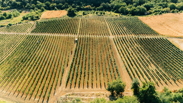 Aerial view of lush vineyards with neatly planted rows of grapevines stretching across the rolling hills of the countryside in Sremski Karlovci, Vojvodina, Serbia.
