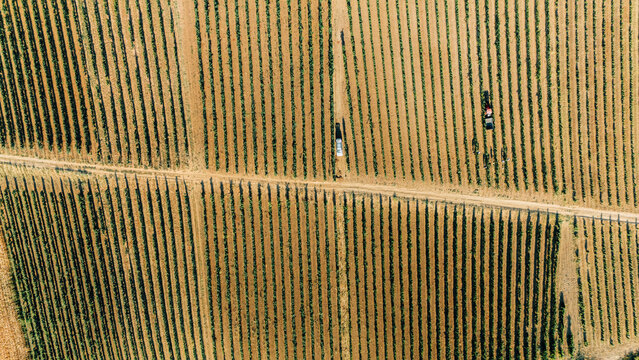 Aerial view of rows of grapevines in a vineyard with a dirt path and a tractor in Sremski Karlovci, Vojvodina, Serbia.