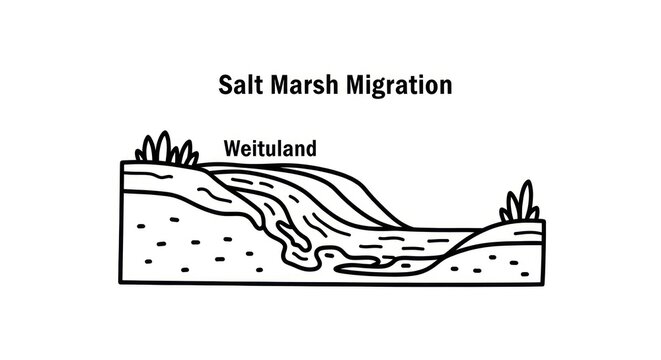 Salt Marsh Migration Diagram Illustration.