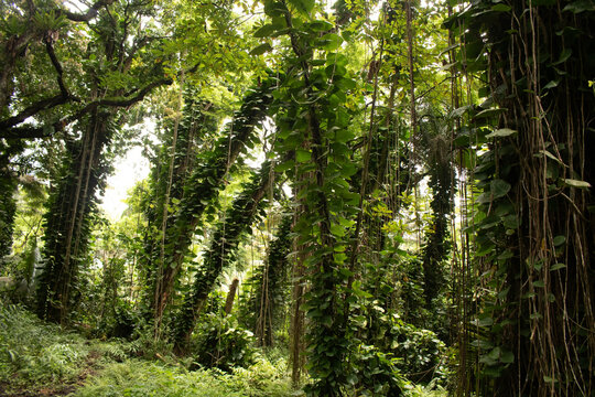 Vine draped trees and tree ferns in a dense Hawaiian tropical rainforest