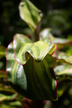 Variegated ti leaf showing cream green and pink banding