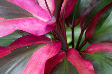 Obraz premium Magenta and green ti leaves radiating from the crown