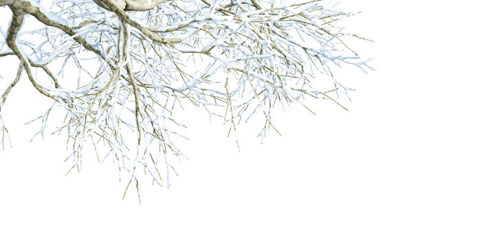 Winter tree branches with snow border isolated on transparent background