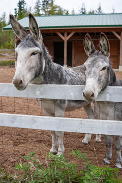 Two gray donkeys stand together in a paddock, curiously leaning over a white wooden fence on a rural farm.