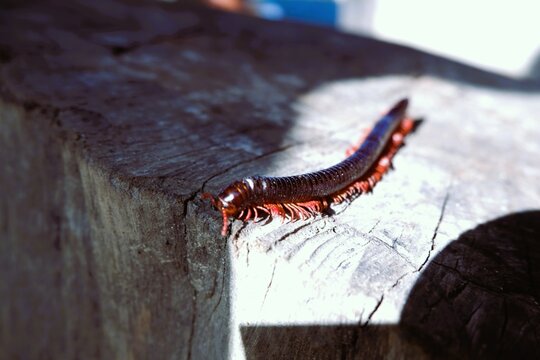 a millipede caterpillar is on the wood