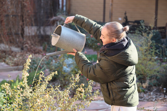 Blonde Young Woman In Warm Jacket Pours Water From Metal Watering Can Onto Garden Plants In Sunny Backyard, Showing Hands On Seasonal Plant Care, Home Cultivation, Outdoor Maintenance