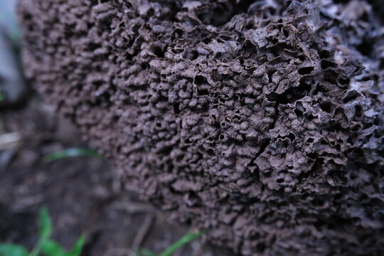 This is a termite nest on the forest floor, featuring a textured surface and numerous small holes.