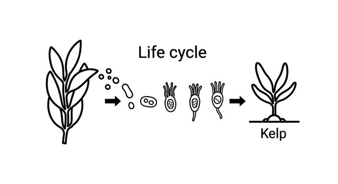 Kelp seaweed life cycle stages.