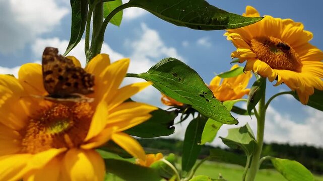 風に揺れる阿蘇のヒマワリと蝶　西原村