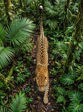 Top Down Drone View of Leopard Walking Through Dense Tropical Jungle