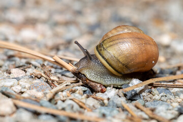Macro shot of a brown land snail slowly crawling over a small twig and pebbles. Detailed view of its textured shell and delicate eye stalks. © Alexey Spekhalskiy