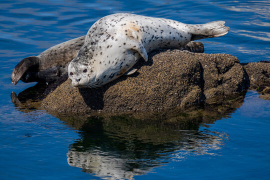 Harbor seals resting on rocky shoreline in bright sunlight