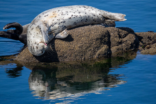 Harbor seal resting on a sunlit rocky outcrop by the water