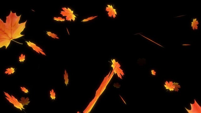 Autumn Maple leaves falling and flying dry on solid background for transparent. Vibrant Orange Japanese Maples leaves failing animation.