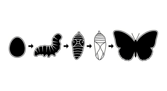 Life cycle of butterfly transformation stages.