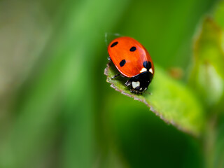 Red Ladybug on Green Leaf in Bright Macro Nature Background © Dan Badiu