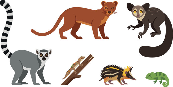 Madagascar Wildlife Animal Set with Ring Tailed Lemur Fossa Aye Aye Streaked Tenrec Chameleon and Gecko Vector Illustration