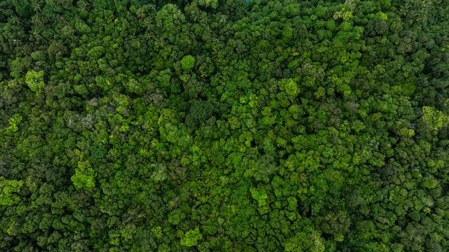 aerial view of dark green forest Abundant natural ecosystems of rainforest. Concept of nature forest preservation and reforestation.	