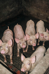 Group of young pigs in a rustic rural animal pen © Александр Коноплев