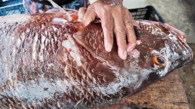 Hands slicing large fresh grouper fish on wooden table at seafood market outdoors