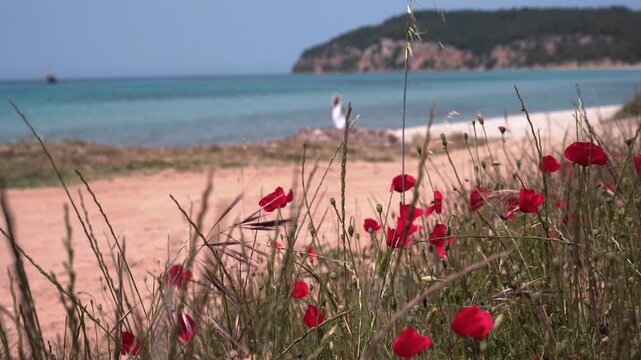 Red Poppy Field Along a Scenic Turquoise Coast with Woman Walking on the Sandy Beach