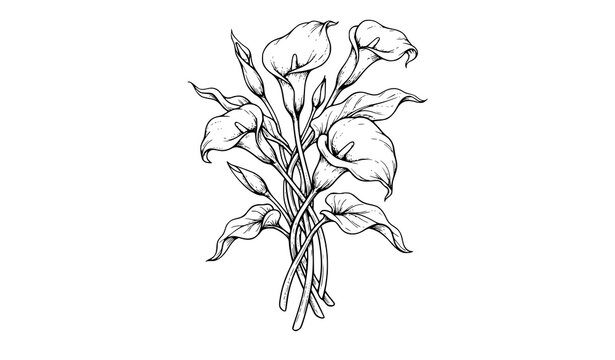 Elegant calla lily flower bouquet black white hand drawn sketch vector illustration