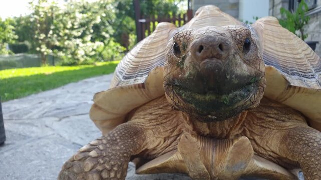 Close up view of sulcata tortoise moving head and looking at camera with green moss on its mouth in outdoor setting.