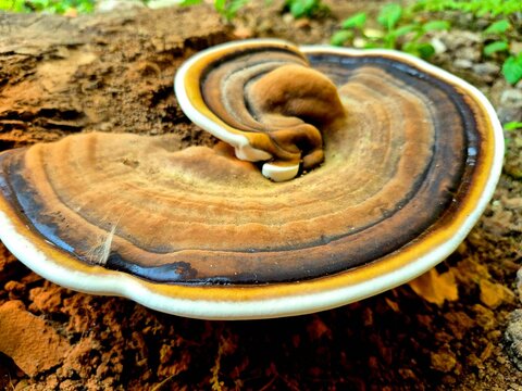 Wild Lingzhi bracket fungus growing outdoors