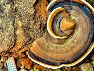 Wild bracket fungus Ganoderma growing on ground near tree wood © Fitri