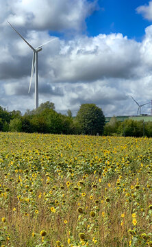 Sunflower field under dramatic sky, giant white wind turbines rising behind rows of late-summer sunflowers, dense green hedgerows,