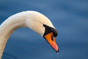 Swan in Zhengzhou © 颂 郭