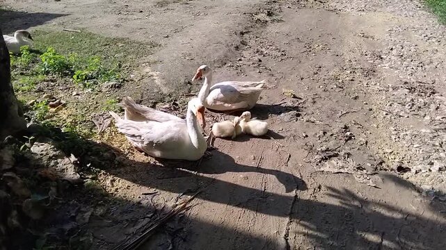 A mother goose with her goslings by the side of the road.