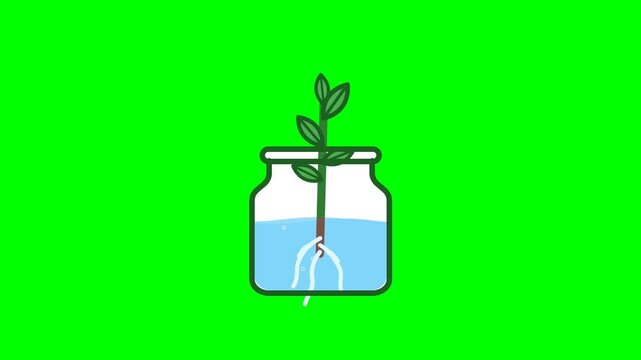 Small Green Sprout Growing Roots in a Glass Jar of Water
