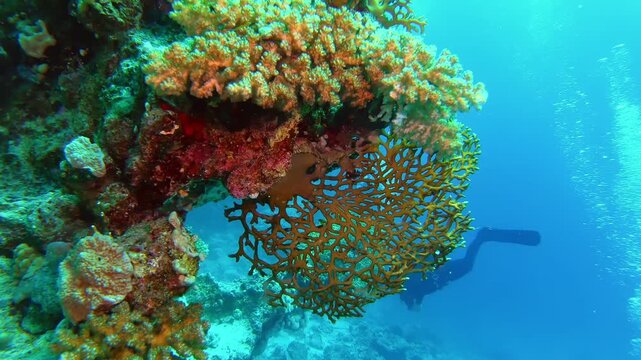 Underwater footage of scuba divers exploring vibrant coral reefs with gorgonian fans and tropical marine life.