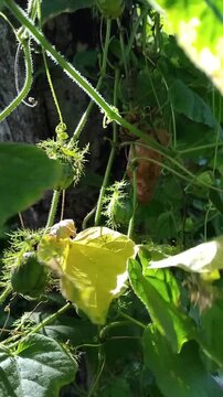 Rambusa plant with rupe yellow fruit 