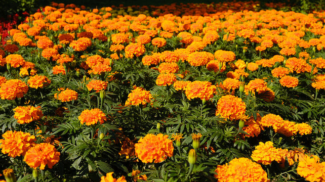 Orange marigolds resemble an endless field in a park. They are also known as Tagetes erecta and grow in flower beds.