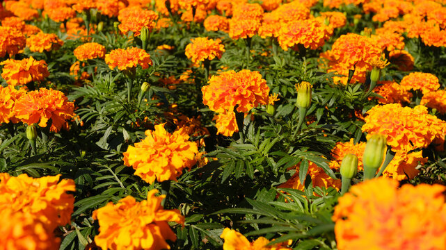 Orange marigolds resemble an endless field in a park. They are also known as Tagetes erecta and grow in flower beds.