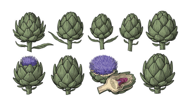 Botanical illustration showing ten stages of green artichoke plants including the edible bud and purple flower.
