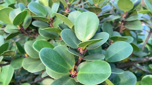 Close up of vibrant green rounded leaves on a lush tropical shrub plant