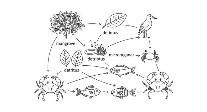 Mangrove ecosystem food web diagram illustration.