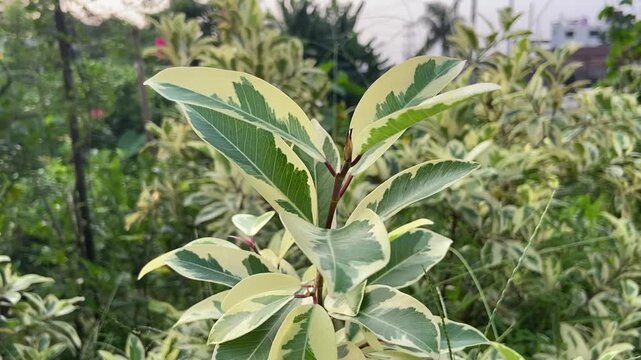Variegated rubber plant leaves displaying beautiful green and cream patterns