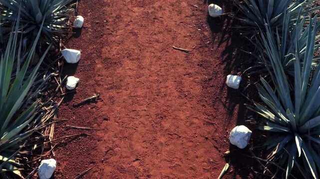 Blue agave fields in Tequila Jalisco Mexico with red volcanic soil