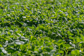 Fototapeta premium Lush fields of soybean leaves flourish under the warm sun in the countryside