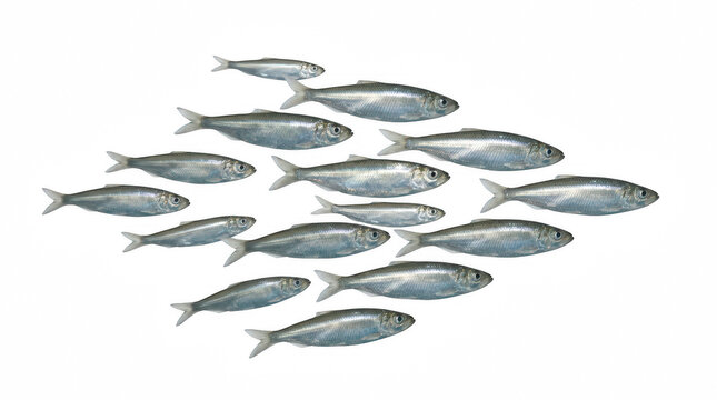 A school of small herring fish swimming together in formation with clear lighting isolated on transparent background