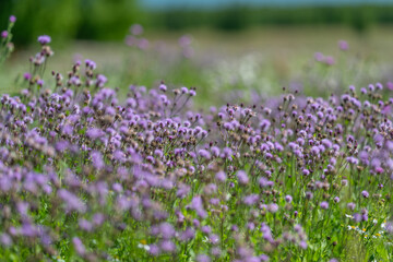 Obraz premium Vibrant purple flowers dance in the gentle breeze during a sunny afternoon in a lush field