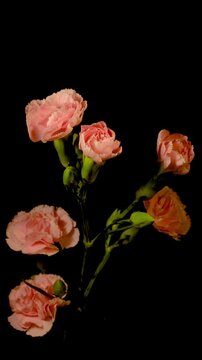 Beautiful time-lapse of a flower bouquet blooming and opening petals, elegant flora growth.