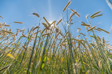 Naklejka premium Golden wheat swaying gracefully under a bright blue sky in a picturesque European landscape