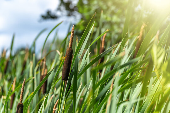 Brown cattail reed among green leaves in sunny wetland. Natural marsh plant in wild habitat with sunlight. Ecology and environmental conservation concept for nature background.