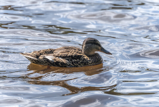 Female mallard duck swimming on calm water surface with reflection and ripples. Wildlife and wetland habitat concept. Natural waterfowl behavior and ornithology in lake ecosystem